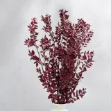 ruskus-stabilizowany-ruscus-czerwony-kod-producenta-ruskus-stab-czerwony-it