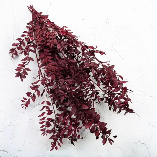 ruskus-stabilizowany-ruscus-czerwony-wysokosc-maksymalna-60-cm