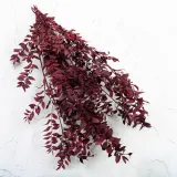 ruskus-stabilizowany-ruscus-czerwony-wysokosc-maksymalna-60-cm