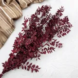 ruskus-stabilizowany-ruscus-czerwony-marka-enchanted