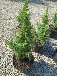 jalowiec-pinga-loderi-cenna-odmiana-niska-forma