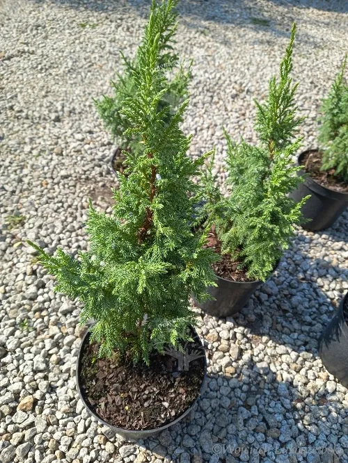 jalowiec-pinga-loderi-cenna-odmiana-niska-forma