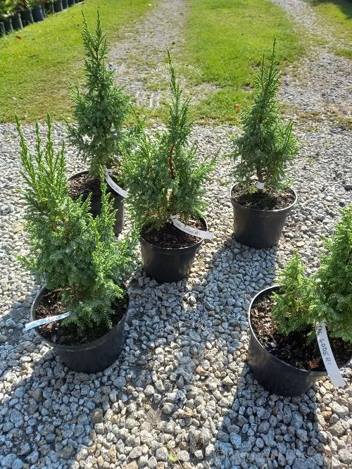 jalowiec-pinga-loderi-cenna-odmiana-niska-forma-rodzaj-rosliny-jalowce