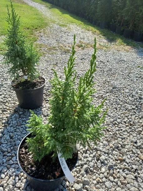 jalowiec-pinga-loderi-cenna-odmiana-niska-forma-roslina-w-postaci-sadzonka-w-pojemniku-2-3l