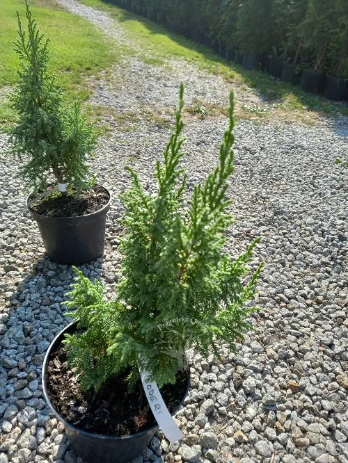 jalowiec-pinga-loderi-cenna-odmiana-niska-forma