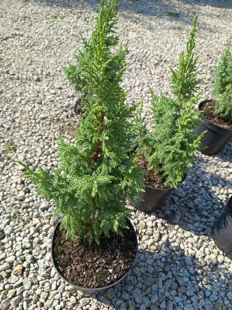 jalowiec-pinga-loderi-cenna-odmiana-niska-forma-styl-ogrod-nowoczesny