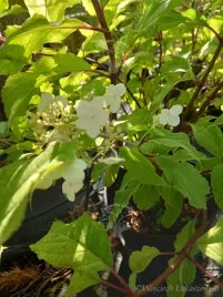 hortensja-summer-snow-o-wybarwionych-lisciach