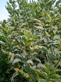 bez-czarny-madonna-zlocisty-krzew-przetwory-soki