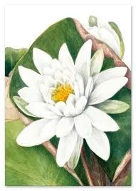 plakat-cyfrowy-do-wydruku-botaniczne-plakaty