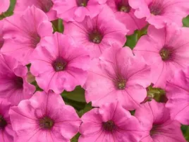 surfini-vista-mini-hot-pink-rozowe-kwiaty-na-balkon-taras-sadzonka-p9