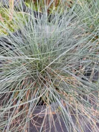 kostrzewa-sina-bylina-trawa-niebieska-skalniak