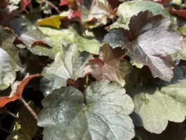 zurawka-palace-purple-purpurowe-liscie-ozdobna-bylina-do-ogrodu-sadzonka-p9