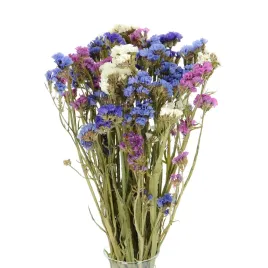 suszone-limonium-zatrwian-suszone-kwiaty