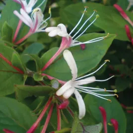 wiciokrzew-purpurea-japonski-2l