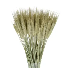 suszone-pszenzyto-naturalne-suszone-zboze-60-szt