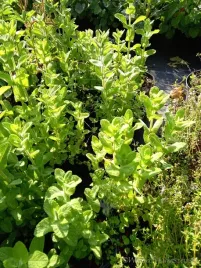 mieta-omszona-aromatyczna-bylina