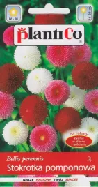 stokrotka-pomponowa-01g-nasiona-stokrotki