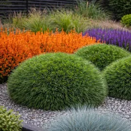 sosna-gorska-varella-kuleczka-o-dlugich-iglach