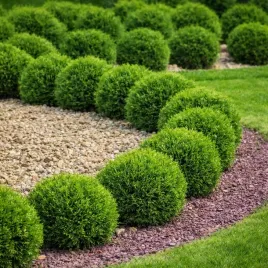 tuja-danica-miniaturowa-kuleczka-na-obwodki