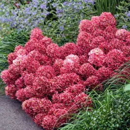 hortensja-bukietowa-living-little-rosy-zdobywca-zlotego-medalu-przepiekna