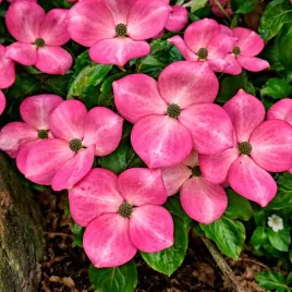 cudowny-deren-kwiecisty-satomi-rozowe-kwiaty