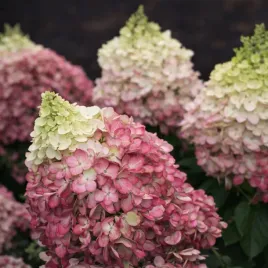 hortensja-bukietowa-living-colorful-cocktail-spektakularna-jedyna-taka-inna