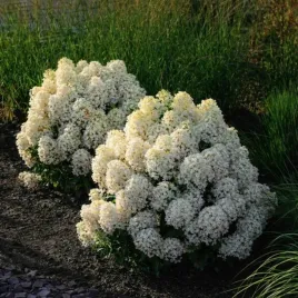 hortensja-bukietowa-living-milk-and-honey-wyjatkowa-mleczno-miodowa