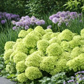 hortensja-bukietowa-living-little-apple-miniaturowa-sadzonka-c2-xxl-jablko