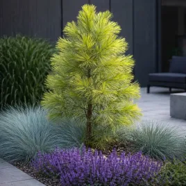 sosna-wejmutka-louie-limonkowe-miekkie-igly-ilosc-mocno-ograniczona