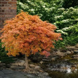 klon-palmowy-orange-lace-gratka-dla-kolekcjonerow-c3-40-50cm