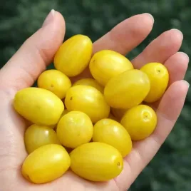 deren-jadalny-jantarnyj-duze-zolte-moc-witamin