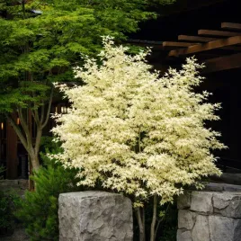 klon-palmowy-butterfly-niespotykany