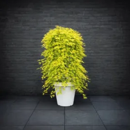 klon-palmowy-cascade-citrine-na-pniu-60-w-pelni-placzaca-odmiana-kaskada