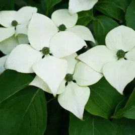 deren-kousa-milky-way-rarytas-w-ogrodzie-sadzonk