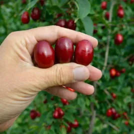 deren-jadalny-shumen-bardzo-duzy-3-cm-owoc-sadzonki