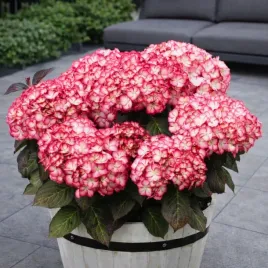 czarnolistna-hortensja-miss-saori-mrozoodporna