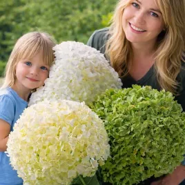 hortensja-krzewiasta-strong-anabelle-gigant