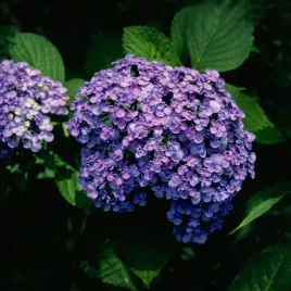 hortensja-ogrodowa-ayesha-przepiekne-kwiaty