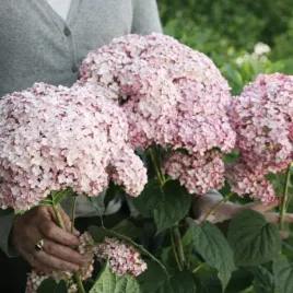 hortensja-candybelle-bubblegum-jasno-rozowa