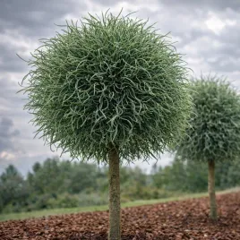 sosna-wejmutka-tiny-curls-kuleczka-szczepiona-na-pniu-60-70-cm