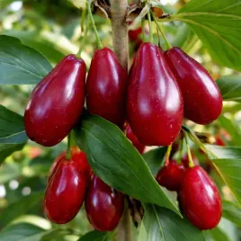 deren-jadalny-wydubieckij-odmiana-bardzo-plenna