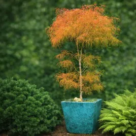 klon-palmowy-koto-no-ito-strzeepasty-unikatowy