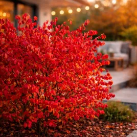 trzmielina-oskrzydlona-plonacy-krzew-mrozoodporny-intensywna-czerwien