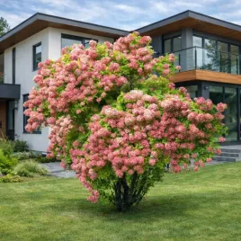 hortensja-bukietowa-pink-diamond-krolowa-ogrodu