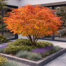 klon-palmowy-beni-tsukasa-niesamowity-multicolor-gratka-dla-kolekcjonerow