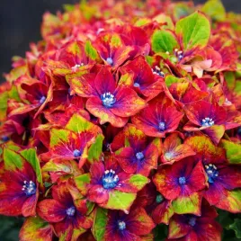 wielokolorowa-hortensja-schloss-wackerbar