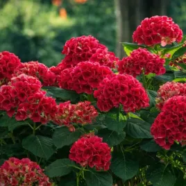 hortensja-leuchtfeuer-czerwone-kwiaty-z-oczkiem