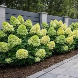 hortensja-bukietowa-limelight-ladne-sadzonki-tworzy-piekne-zywoploty