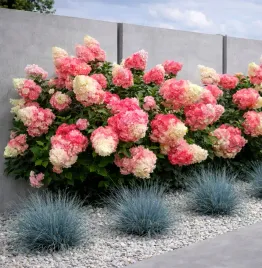 hortensja-dwukolorowa-vanille-fraise-najladniejsza-flagowa-odmiana