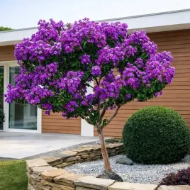 najdluzej-kwitnacy-krzew-swiata-lagerstroemia-violet-kwitnie-4-miesiace